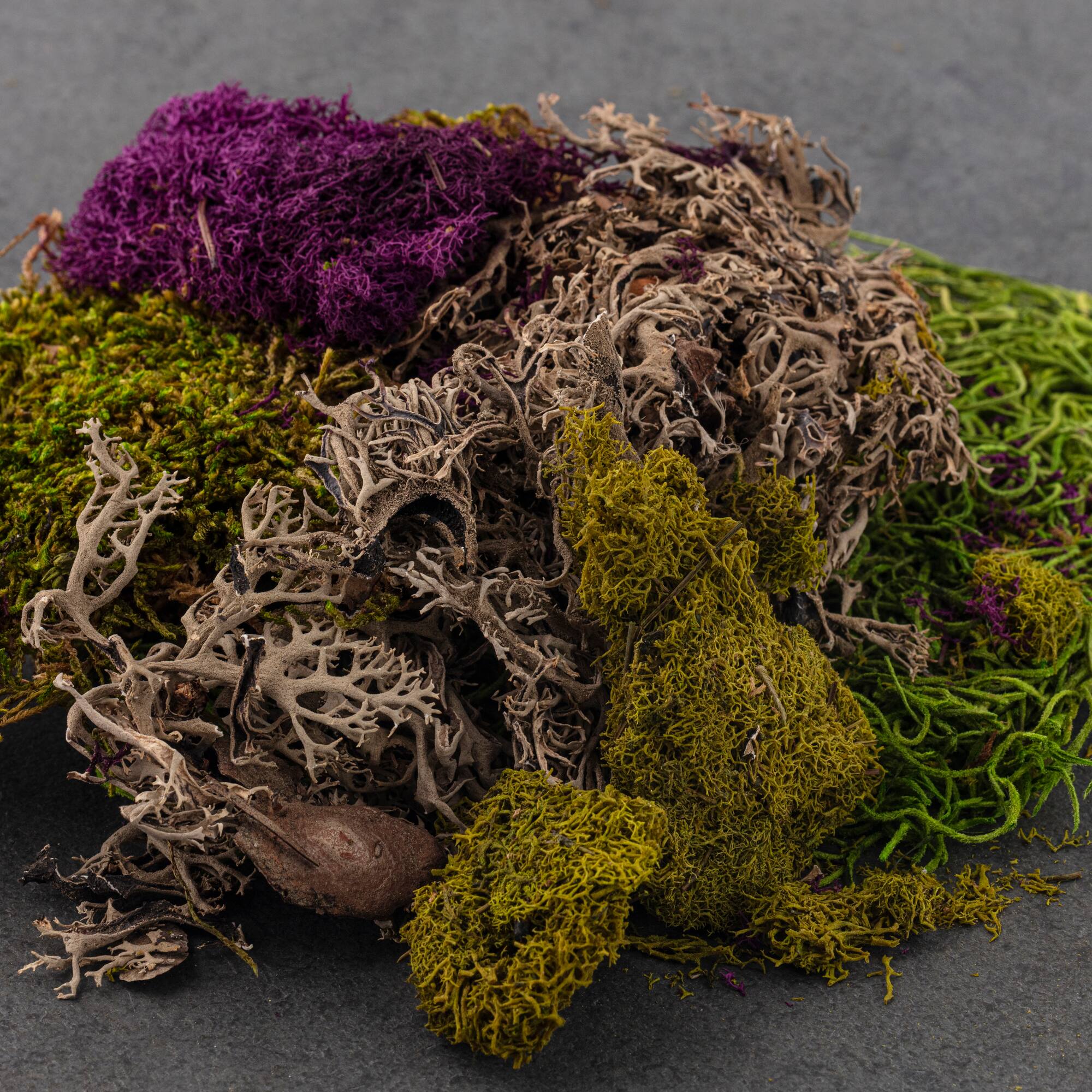 24 Pack: SuperMoss® Purple & Green Preserved Mixed Moss